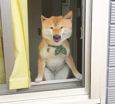 ハルちゃんの独特なお出迎え