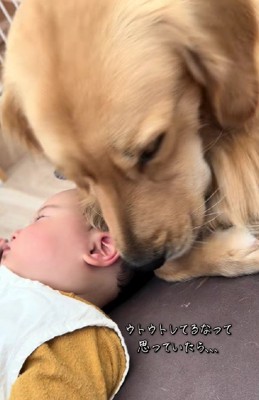 赤ちゃんのそばにやってきた大型犬