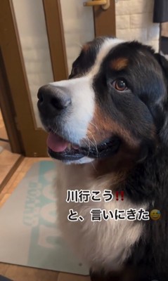 飼い主を見つめる歳三くん