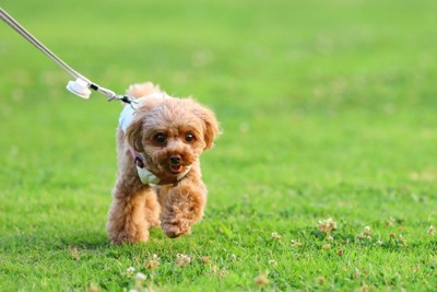 芝生の上を散歩する犬