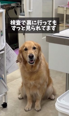 病院が大好きなマーシャル君4