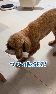 アンディくんの熱烈歓迎3