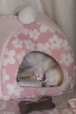 伸びをするこまりちゃん