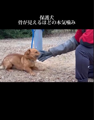 手袋を噛みながら引っ張る犬