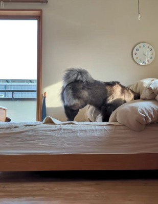 クララちゃんもベッドを探索