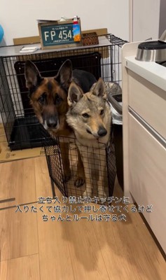 キッチンに入りたいダズくん&ベネッタちゃん2