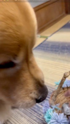 カゴから口を離す犬