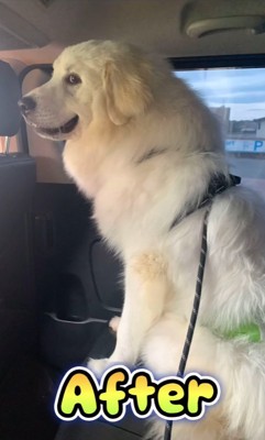 車に乗る超大型犬