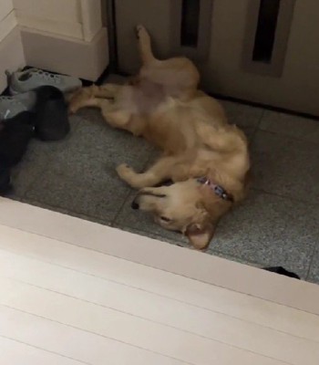 酔っ払いみたいな姿に！？