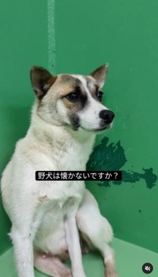 目を逸らす犬