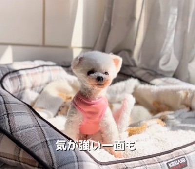 ベッドに座るおかゆちゃん