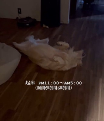 暗い中で眠る犬