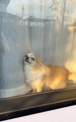 ひめちゃんのお出迎え6