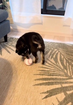 ボールで遊ぶもずくくん