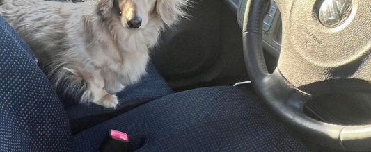 助手席にいるまろんちゃん