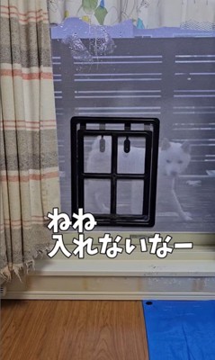 網戸に犬用出入り口を作ったら7