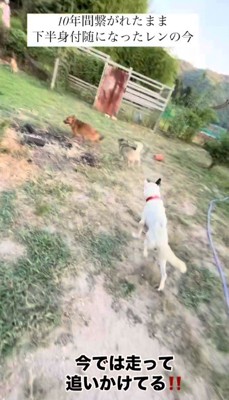 追いかけっこだってこの通り♪