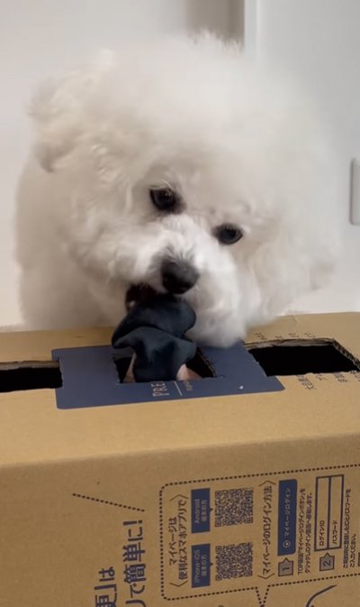 靴下に食いつく犬