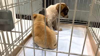 ちらちらと見る子犬