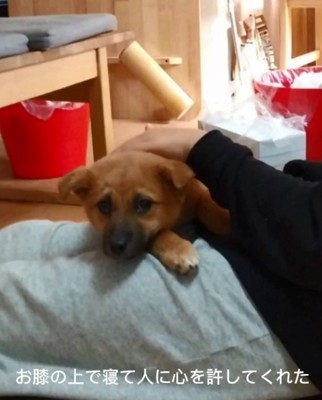 膝の上で寝るラムちゃん