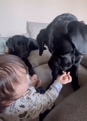 赤ちゃんの手を見つめる犬