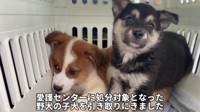 殺処分予定の子犬を保護