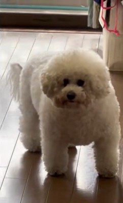 モンくんの成長5