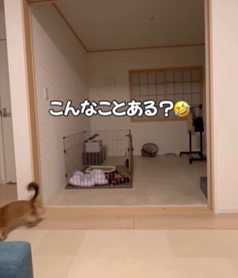 おもちゃをくわえた犬4