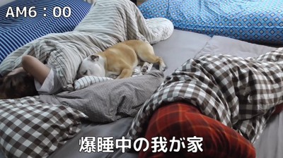 飼い主と一緒に寝る犬