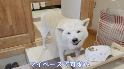 笑顔の犬