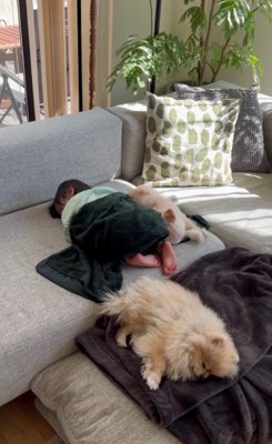 みんなでお昼寝…♡