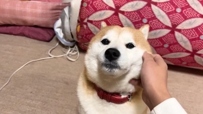 撫でられる犬