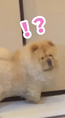 飼い主の方へ顔を向ける犬