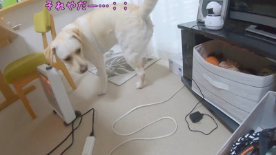 ハーネスが嫌で逃げてしまいました