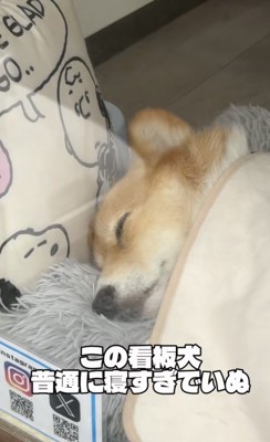 起きてる姿を見られたらラッキー