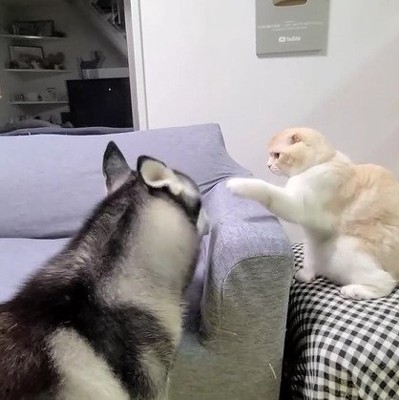 猫パンチされる犬2