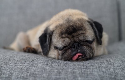 舌を出して眠るパグ