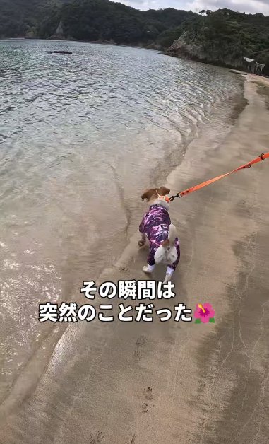 海辺を歩くジャックラッセルテリア