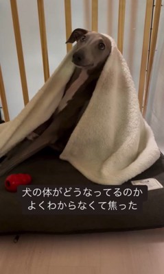 ソファで丸まるプットくん6