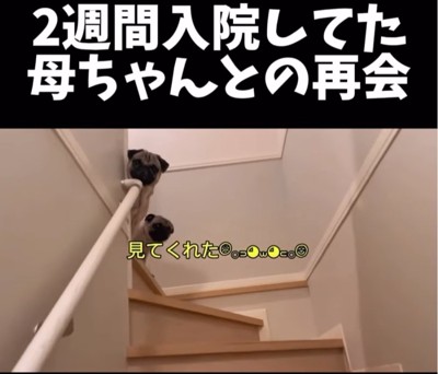 覗き込む2匹の犬