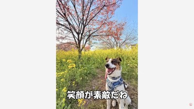 現在のひまわりちゃん