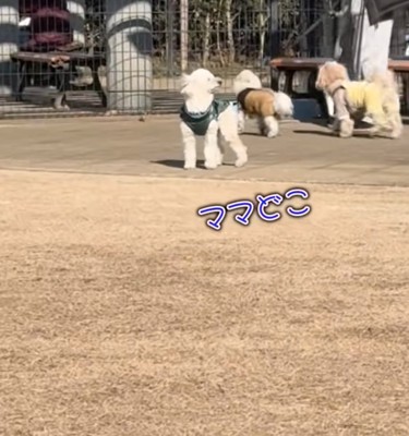 ママを探す犬