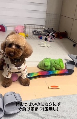 立ち尽くすまつくん