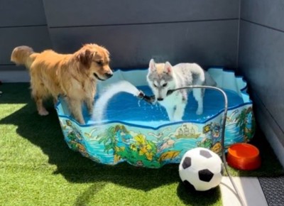 本当は仲良しな兄弟です♪