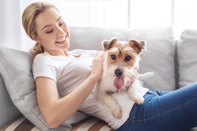 女性の膝の上、舌を出した犬