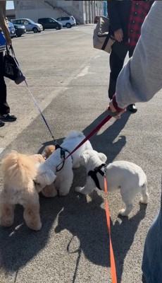 「なんか知ってる犬いる！」