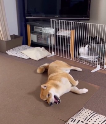 うれしそうに動く犬2