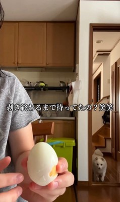 ゆで卵をむいた時のベラちゃん8