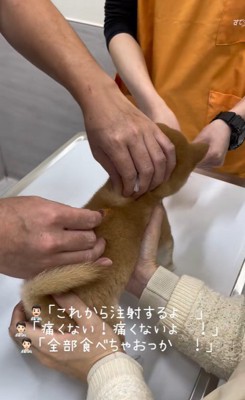 ももちちゃんのはじめての注射9