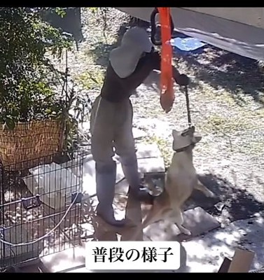 突発的に怒る柴犬